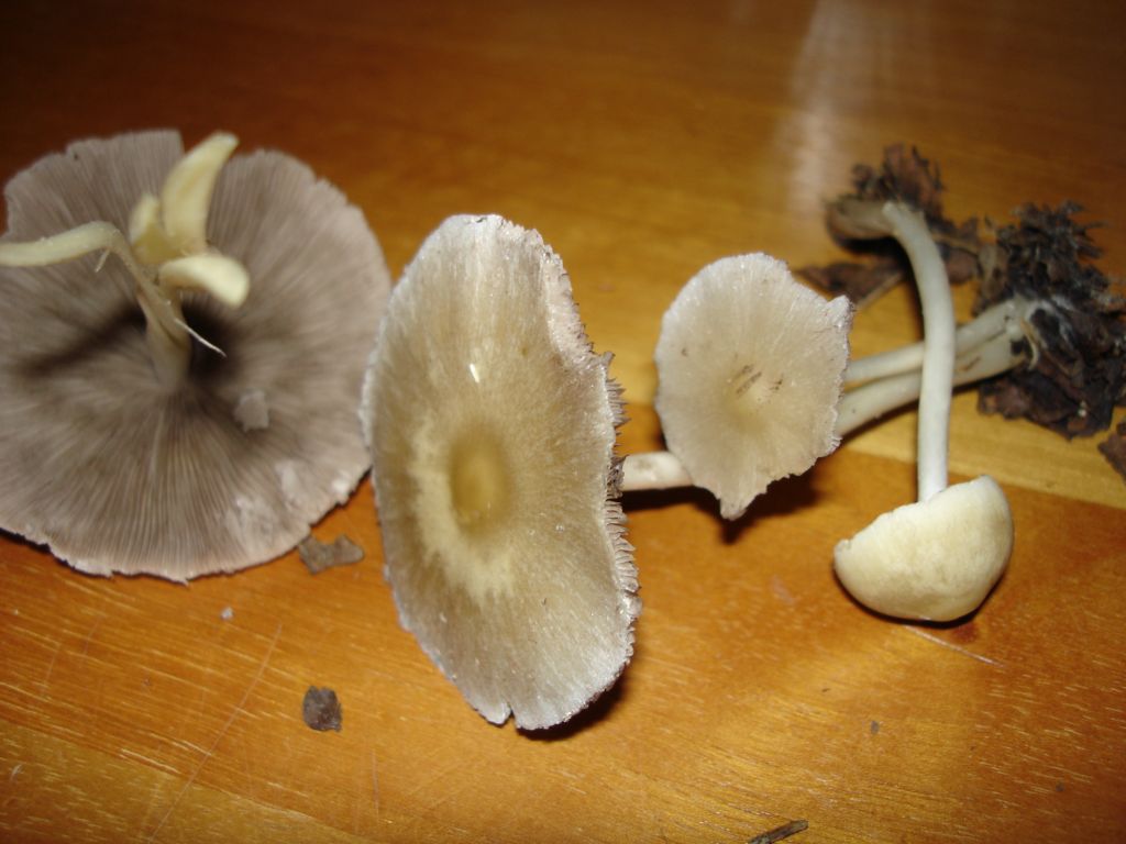 Bosco di Namos (BL) 25-06-2006